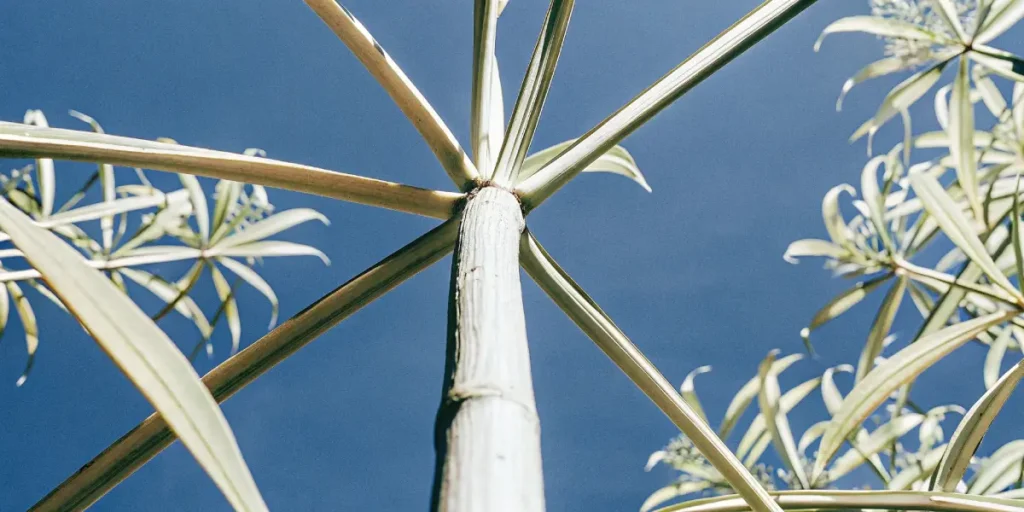 close-up of cannabis stem and leaves against a clear blue sky