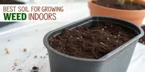 Fresh potting mix in black plastic container prepared for cannabis cultivation, illustrating best soil for growing weed indoors.