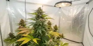 Zkittlez Kush Strain plant growing under LED lights in a reflective indoor grow tent, displaying thick colas and vibrant green leaves.