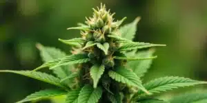 A flowering California Haze cannabis plant with dense buds.