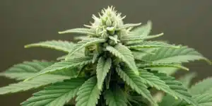 Frosty AK x White Widow Auto bud in early bloom.