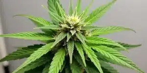 Grow Afghan Hash Plant Regular bud top view.