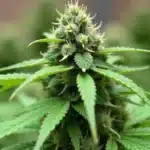 Grow Afghan Hawaiian x Laos x Jamaican in flowering stage.