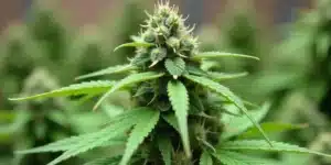 Grow Afghan Hawaiian x Laos x Jamaican in flowering stage.