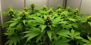 Grow Afghan Kush x Blueberry indoors during flowering phase.