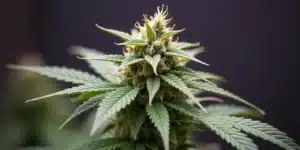 Grow Bubblegum Haze cannabis bud with resinous trichomes indoor.