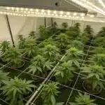 Candy Kush Regular plants growing under LED lights in a well-organized indoor cultivation setup.