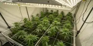 Candy Kush Regular plants growing under LED lights in a well-organized indoor cultivation setup.