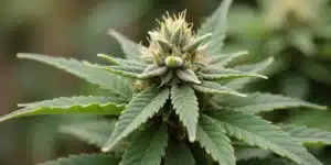 Candy Kush x Do-Si-Dos bud covered in resin glands.