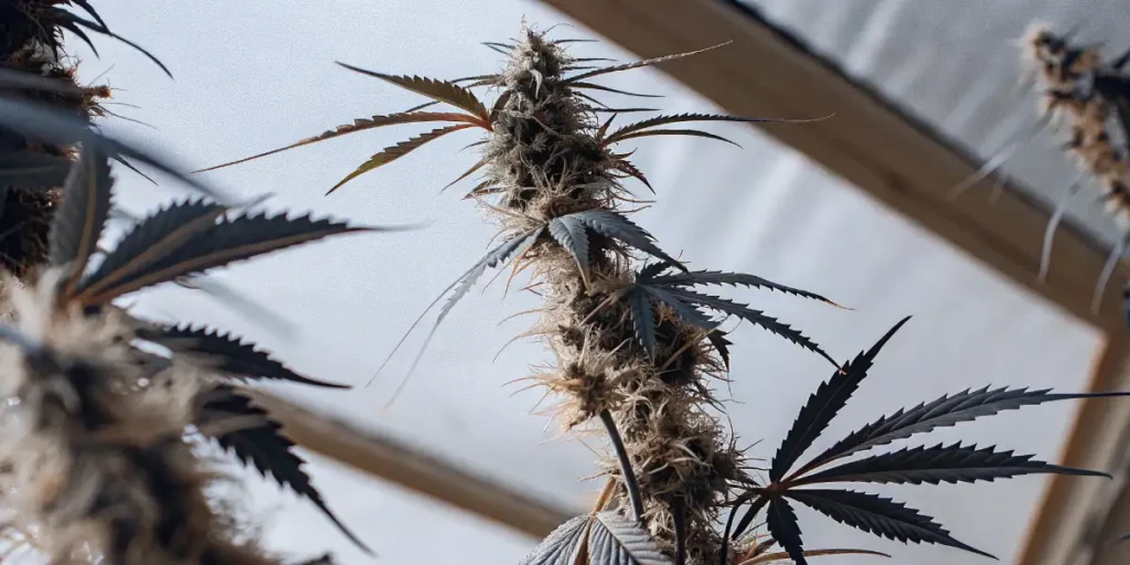 Close-up of cannabis plant showing detailed leaves and buds under soft lighting.