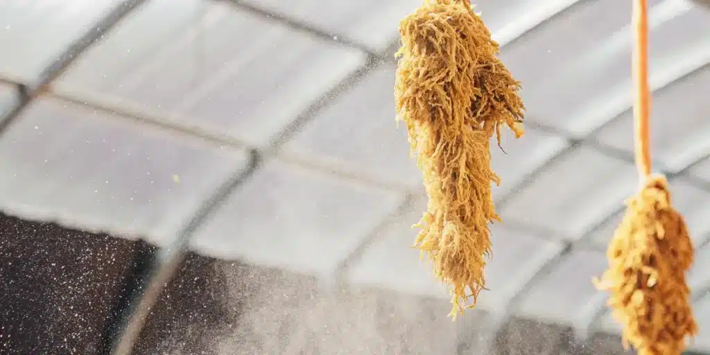 Close-up view of cannabis roots, showing intricate and vibrant root structures suspended in a greenhouse.