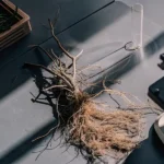 Macro photograph of cannabis roots intertwined on a black laboratory table with equipment in the background.