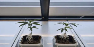 Cannabis seedlings with exposed roots growing in small pots on a tray under artificial lights.
