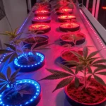 Cannabis clones illuminated by red and blue LED lights in a hydroponic growing setup.