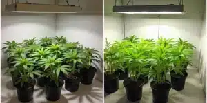 Grow Agent Orange Regular indoors under LED grow lights.