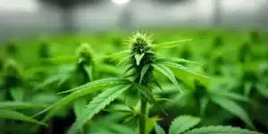 Grow Bruce Banner X White Russian cannabis plant bud indoor.