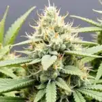 Grow Cake Bomb Fast Version dense buds with orange pistils indoor.