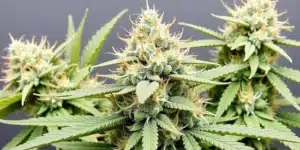 Grow Cake Bomb Fast Version dense buds with orange pistils indoor.