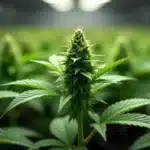 Grow Cake Bomb Regular cannabis plants under indoor lighting.