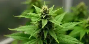 Grow Cake Bomb indoors for compact, resinous buds and high THC.