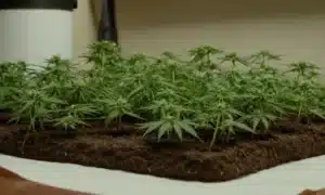 Early growth of Cinderella 99 x Kali Mist clones in organic tray.