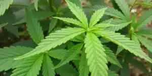 Healthy Blueberry CBD (11) leaf in vegetative phase.