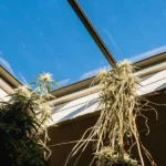 Overhead shot showing a network of cannabis roots stretching through the soil in a greenhouse.