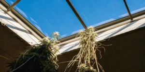 Overhead shot showing a network of cannabis roots stretching through the soil in a greenhouse.