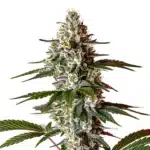 Permanent Marker x Banana Cream cannabis plant with frosty resinous buds and lush green leaves.