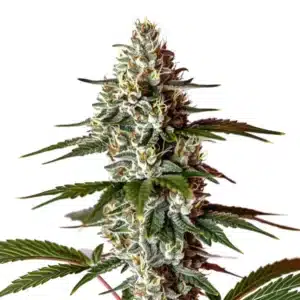 Permanent Marker x Banana Cream cannabis plant with frosty resinous buds and lush green leaves.