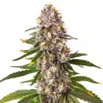 Permanent Marker x Lemon Cherry cannabis plant with citrus-scented trichome-coated buds and green serrated leaves.