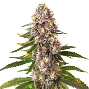 Permanent Marker x Lemon Cherry cannabis plant with citrus-scented trichome-coated buds and green serrated leaves.