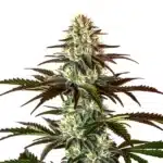 Permanent Marker x Rs11 cannabis plant with frosty resinous buds, bright pistils, and deep green leaves.