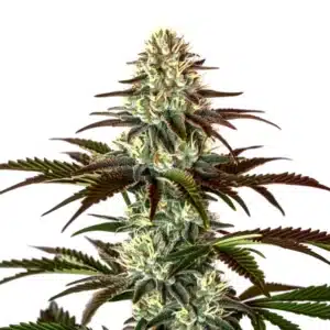 Permanent Marker x Rs11 cannabis plant with frosty resinous buds, bright pistils, and deep green leaves.