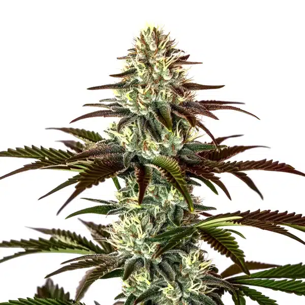 Permanent Marker x Rs11 cannabis plant with frosty resinous buds, bright pistils, and deep green leaves.