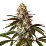 Permanent Marker x White Runtz cannabis plant with frosty trichome-rich buds and vibrant green foliage.