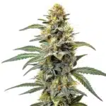 Permanent Marker x Zangria cannabis plant with purple resinous buds and lush serrated green leaves.