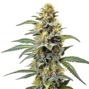 Permanent Marker x Zangria cannabis plant with purple resinous buds and lush serrated green leaves.