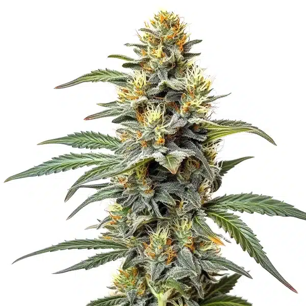 Permanent Marker x Zangria cannabis plant with purple resinous buds and lush serrated green leaves.