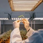 Scientist in a lab coat carefully examining a petri dish containing a cannabis sample under focused light.