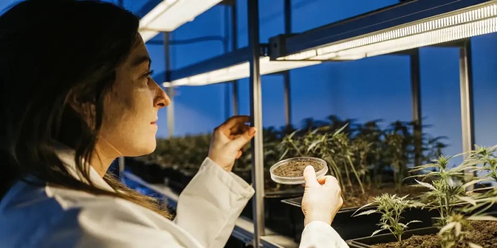 Scientist in a lab coat carefully observing cannabis extract in a clear container in a laboratory setting.