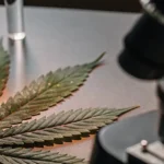 Scientist in a lab coat and gloves carefully examining cannabis in a laboratory.
