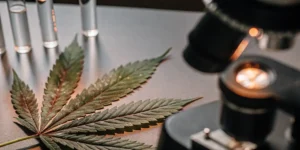 Scientist in a lab coat and gloves carefully examining cannabis in a laboratory.