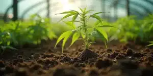 Cannabis root arched out of soil under young plant in greenhouse, showing early root exposure.