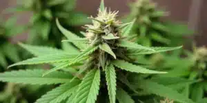 Grow Super Boof Auto plant in late flowering stage.