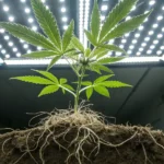 Underside view of a cannabis plant with roots exposed, with light from above highlighting the plant.