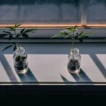 Cannabis clones growing in small glass jars filled with soil on a sunlit windowsill.