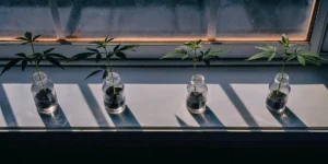 Cannabis clones growing in small glass jars filled with soil on a sunlit windowsill.