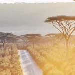 Sunlit dirt road winding through a cannabis farm surrounded by acacia trees at sunset.
