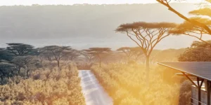 Sunlit dirt road winding through a cannabis farm surrounded by acacia trees at sunset.